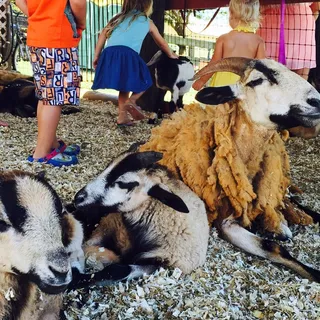 Look for Roaming Animals, Such as Wild Pigs, Cattle, and Horses, and Experience a Mix of Hawaiian Countryside and Tropical Paradise