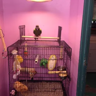 Bird Boarding