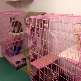 Cat Boarding