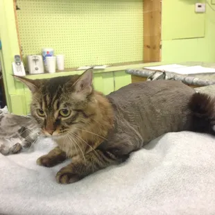 Short Lion Mane cut for a cat