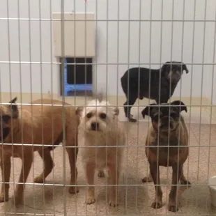 Dogs visiting for grooming have their own indoor/outdoor play areas too