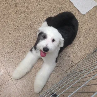 Eager for Dad to see me after my grooming make over