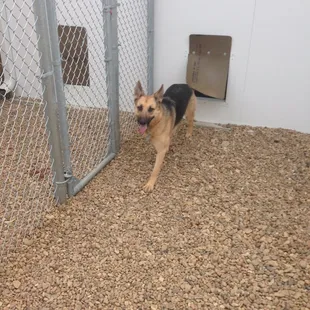 Each large dog boarding suite has an outdoor play area with a &apos;private&apos; door