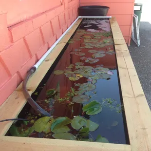 Water Lilies