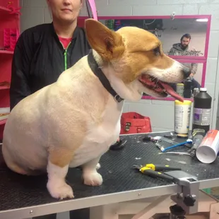 Some grooming is done to reduce shed