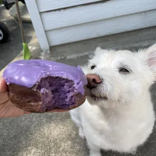 Ube raised donut