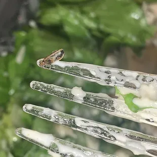 a fork full of food