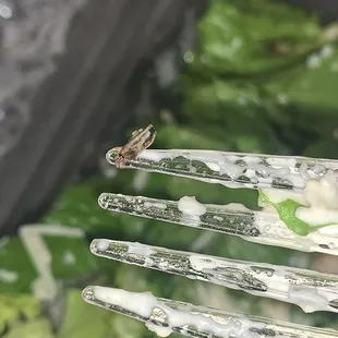 a fork full of food
