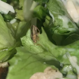 Caesar chicken salad