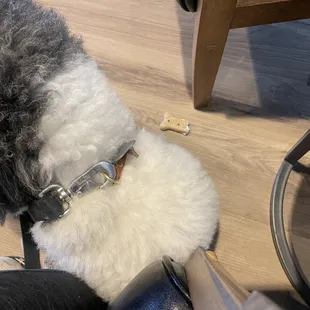 Winston a training to be a therapy dog--great socialization and he loved the treats!