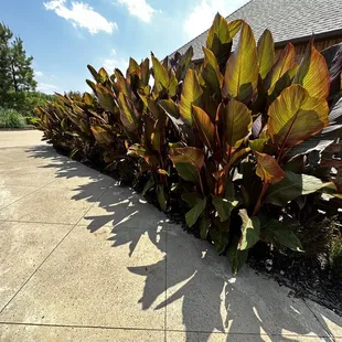 Red Dirt Plants from Guthrie Greenhouses