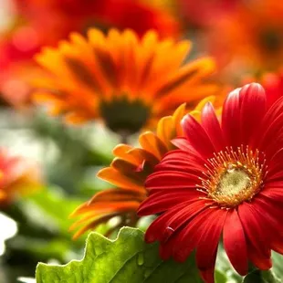 Gerber Daisy