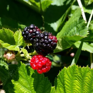Blackberries