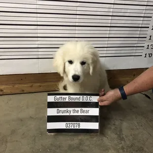 a dog holding a sign