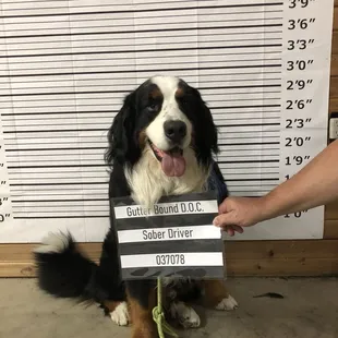 a dog holding a sign