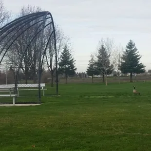 Baseball/Softball Field / Geese
