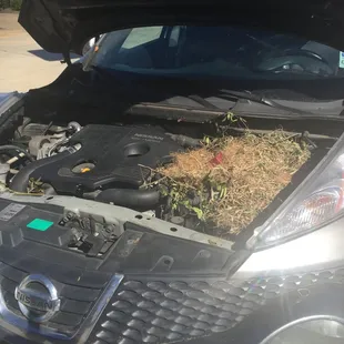 Getting a squirrel out from under my hood. They were definitely troopers and made sure the squirrel was ok.