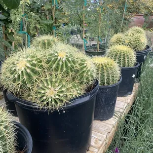 Barrell Cactus