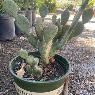 Santa Rita cactus - Dwarf
