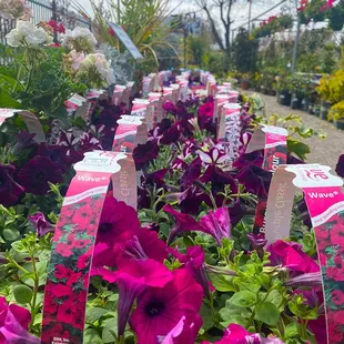 Colorful Plants at Guzman's Greenhouse