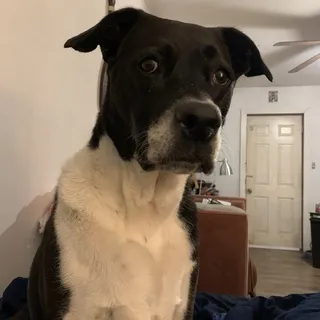 Bo S.