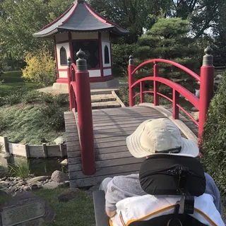 Chocolate Chip Cookie