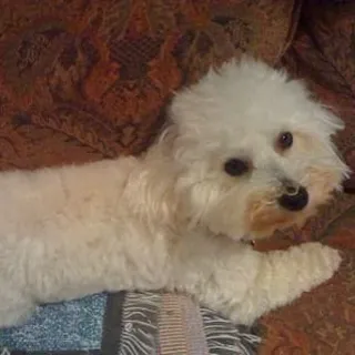 Elliott V.