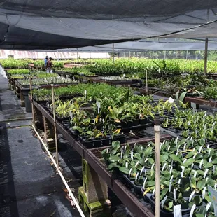 H & R Nurseries