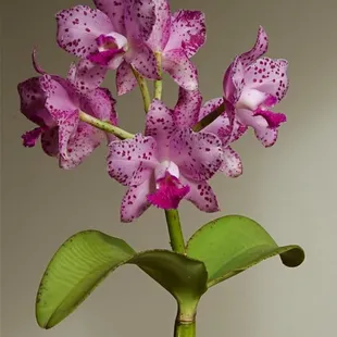 H&amp;R's signature orchid, Cattleya amethystoglossa.