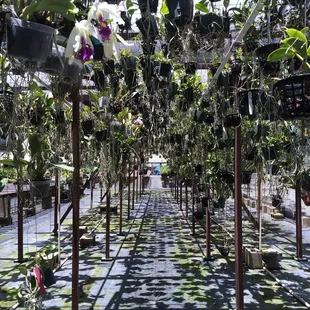 Hanging orchids