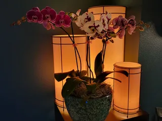 Kawamoto Orchid Nursery