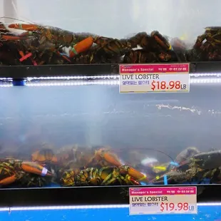 Live Lobsters  10-09-2024