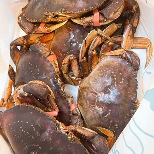 5 Dungeness Crabs $100.00