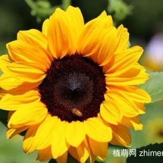 俊燕