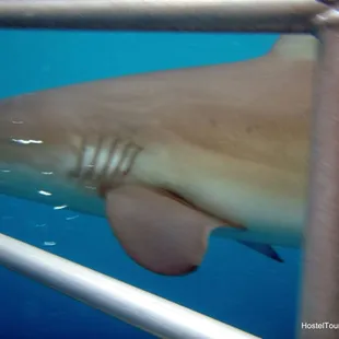 Get submerged in a cage and check the hungry sharks swimming around you in our most extreme tour