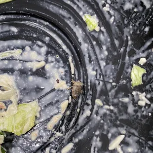 Bug in food