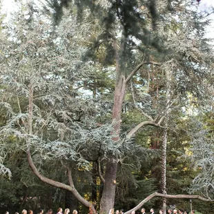 An outdoor ceremony surrounded by family and friends.