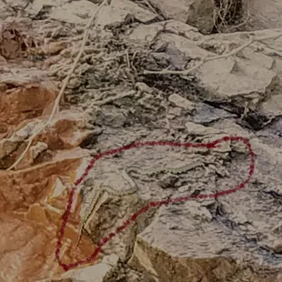 Awesome snake getting a drink from the Geronimo pool.