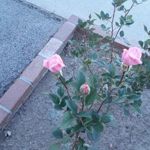Pink Rose's newly planted. St Therese?