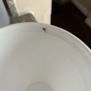 Fly in a to-go cup