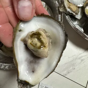 a person holding an oyster