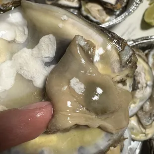 a person holding a oyster