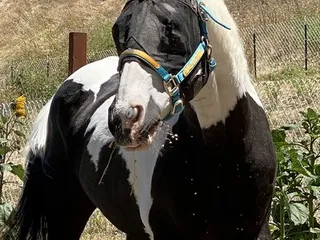 Sacramento Horsemen's Association