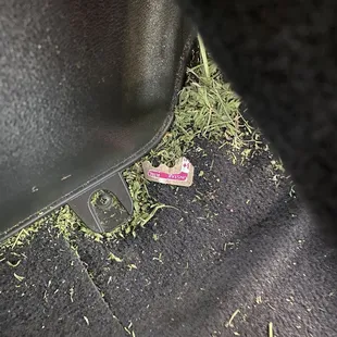 This is horse hay in the loaner car.