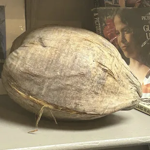 Huge Coconut
