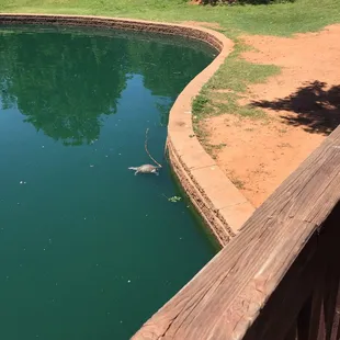 Turtles in the fishing pond!