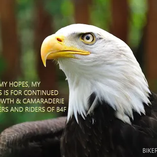 a bald eagle