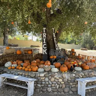 a display of pumpkins