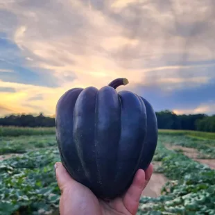 Haffey Family Farm
Acorn squash