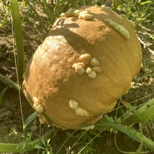 Haffey family Farm
Pumpkins